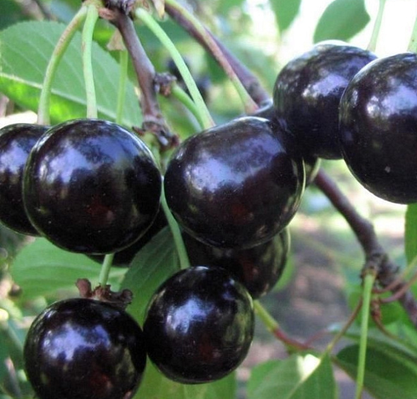 Вишня Черная крупная